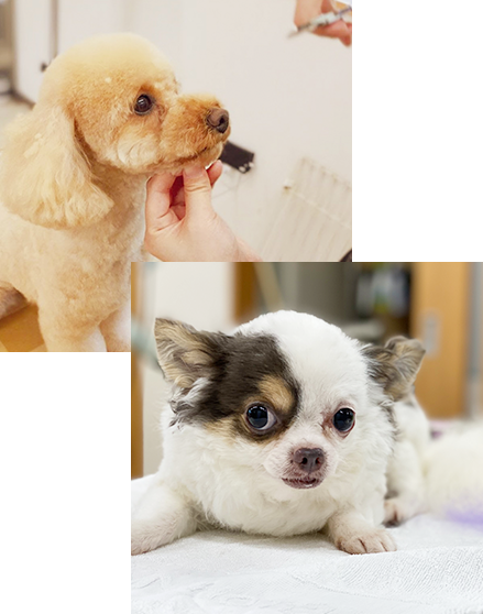 ナンバペット美容学院静岡分院学院モデル犬制度